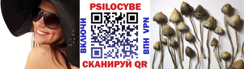 Псилоцибиновые грибы Cubensis Змеиногорск